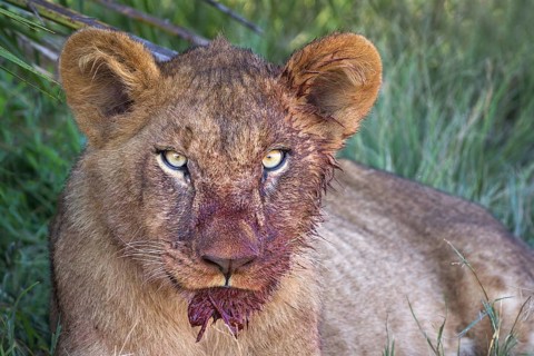 African Lion (Panthera leo) immature with bloody face after feeding, Okavango Delta, Botswana