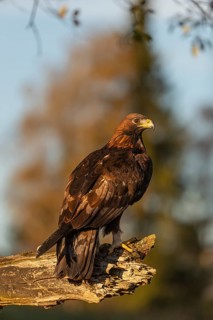One golden eagle (Aquila chrysaetos) sitting on a broken and rotting log with fall foliage in the