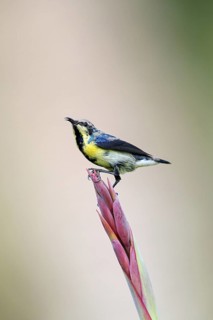Purple Sunbird, (Cinnyris asiaticus), male, perch, animals, birds, sunbirds, Al Qurm Park, Muscat,