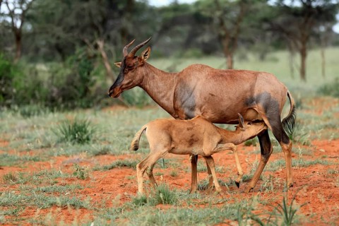 Tsessebe (Damaliscus lunatus), lyrebird, crescent moon antelope, adult, female, juvenile, suckling,