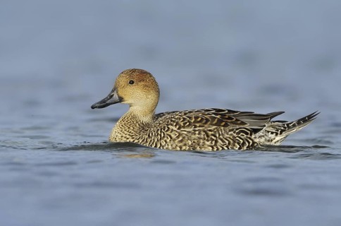Northern Pintail (Anas acuta) female, British Columbia, Canada