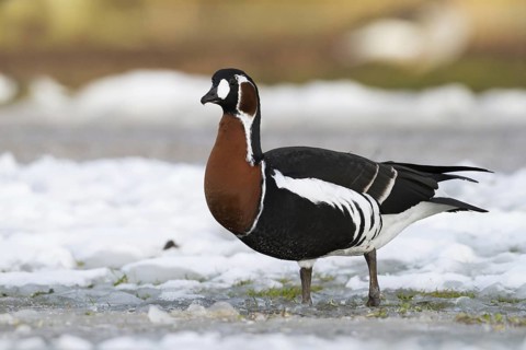 Red-breasted Goose (Branta ruficollis), Bavaria, Germany