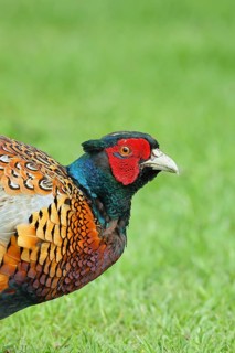 Pheasant, hunting pheasant (Phasianus colchicus), adult male bird in a meadow, animal portrait,