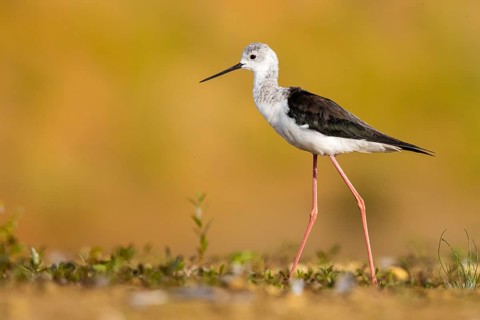 Black-winged Stilt (Himantopus himantopus) female foraging, North Rhine-Westphalia, Germany