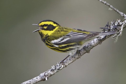 Townsend's Warbler (Setophaga townsendi) singing, British Columbia, Canada