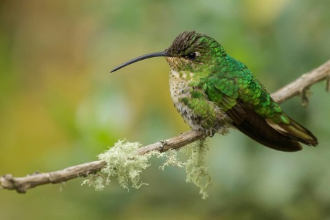 Mountain Velvetbreast (Lafresnaya lafresnayi) perched on a branch in the Andes Mountains of