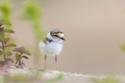 Little Ringed Plover (Charadrius dubius) chick, North Rhine-Westphalia, Germany