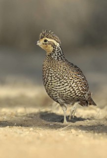 Northern Bobwhite (Colinus virginianus) female, Texas, USA