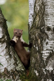 Beech marten (Martes foina), Bitburg, Rhineland-Palatinate, Germany