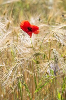 Poppy flower (Papaver rhoeas) in a grain field, Mecklenburg-Western Pomerania, Germany
