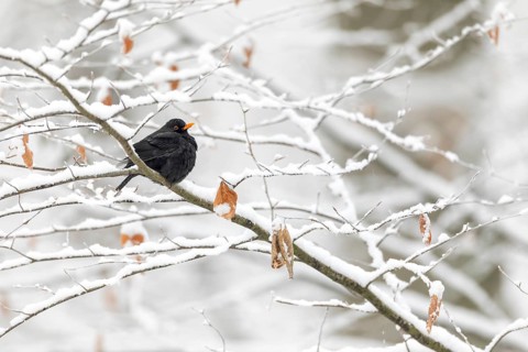 A male blackbird (Turdus merula) in a wintry beech forest, winter, snow, cold, December, Germany