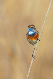 White-throated bluethroat (Luscinia svecica), Luscinia svecicus, Hockenheim, Baden-Württemberg,