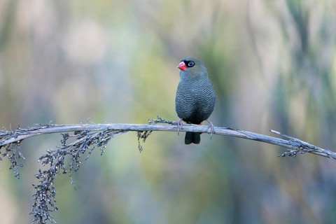 Beautiful Firetail (Stagonopleura bella) perched on a branch, Victoria, Australia