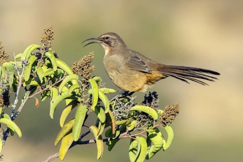 California Thrasher Toxostoma redivivum San Diego, California, United States 11 September Adult