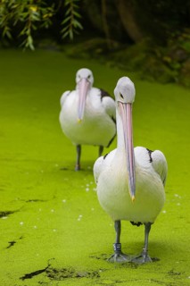 Two Australian pelicans (Pelecanus conspicillatus) stand in the very shallow water of a pond