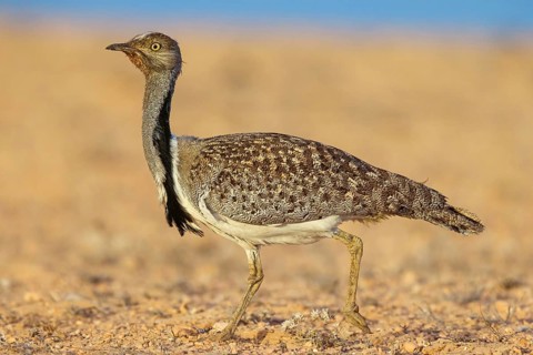Sahara Houbara Bustard (Chlamydotis undulata fuerteventurae, Europe, Spain, Canary Islands,