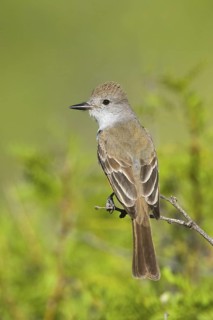 Ash-throated Flycatcher Myiarchus cinerascens Chiricahua Mountains, Cochise County, ARIZONA, United