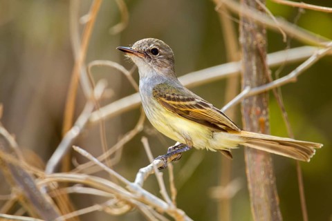 Flammulated Flycatcher Deltarhynchus flammulatus Tehualmixtle, Jalisco, Mexico 13 June Adult