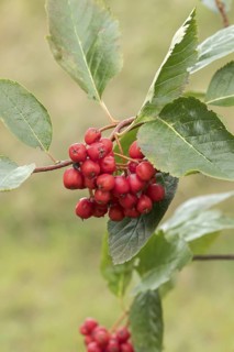 Dwarf rowan (Sorbus chamaemespilus), Stork Botanical Garden for the Blind, Germany