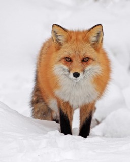 Red fox foraging in winter, Colorado, United States