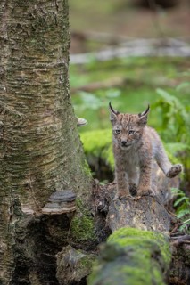 One young (10 weeks old) male Eurasian lynx, (Lynx lynx), crossing a creek, using a fallen tree as