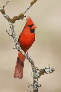 Northern Cardinal (Cardinalis cardinalis) male, Texas, USA