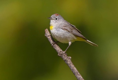 Virginia's Warbler (Leiothlypis virginiae), Arizona, USA