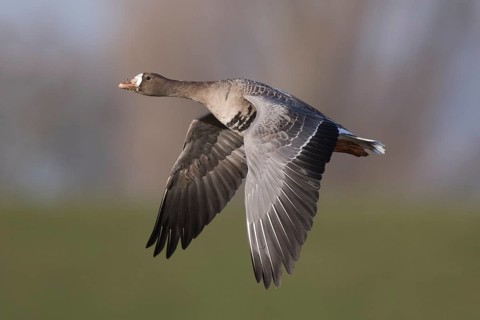 Greater White-fronted Goose (Anser albifrons) flying, North Rhine-Westphalia, Germany