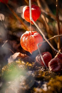 Bright red physalis in warm autumn light between leaves, Calmbach, Black Forest, Germany