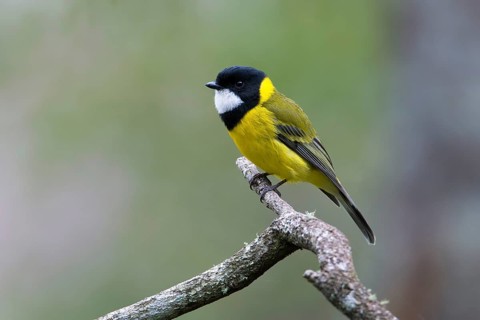Australian Golden Whistler (Pachycephala pectoralis) male perched on a branch, Victoria, Australia