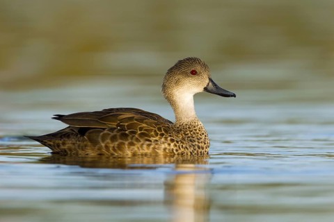Grey Teal (Anas gracilis), Victoria, Australia