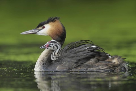 Great Crested Grebe (Podiceps cristatus) with juvenile, North Rhine-Westphalia, Germany