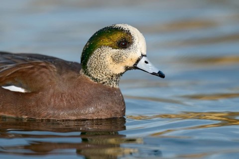 American Wigeon (Mareca americana) male, Arizona, USA