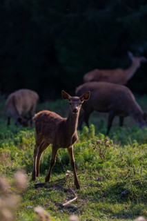 One Red Deer fawn (Cervus elaphus) standing on a green meadow. A dark forest in the background