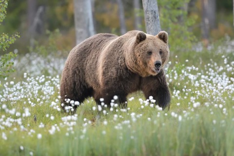 Braunbär (Ursus arctos) Brown Bear