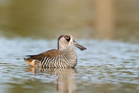 Pink-eared Duck (Malacorhynchus membranaceus), Victoria, Australia