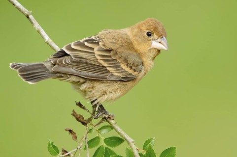 Blue Grosbeak (Passerina caerulea) female, Texas, USA