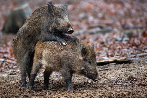 Wild boar (Sus scrofa) copolised, Melle, Lower Saxony, Germany
