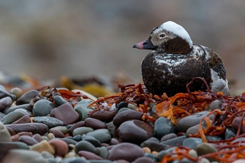 Ferruginous Duck, (Clangula hyemalis), animals, birds, ducks, duck birds, Varanger, Finnmark,