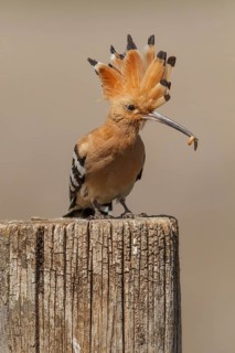 Eurasian Hoopoe (Upupa epops), perched with food on beak, Castile-La Mancha, Spain