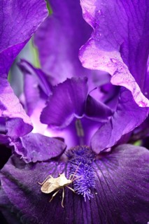 Iris with a bug, June, Germany