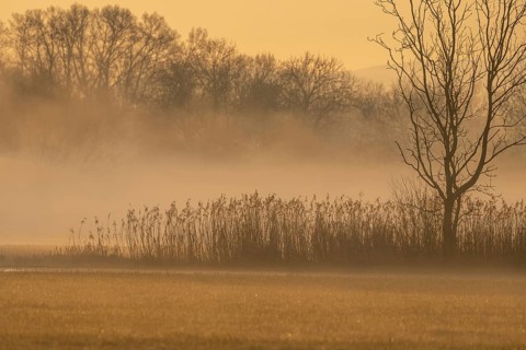 Swamp is visible during a gloomy morning. Golden light illuminates the plants. The landscape shows