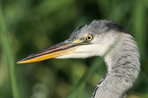 Grey Heron (Ardea cinerea), Eilat, Israel, Germany