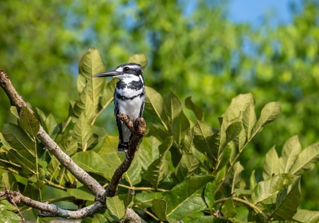 Grey Kingfisher (Ceryle rudis) sitting in mangroves, Murchison Falls NP, Uganda