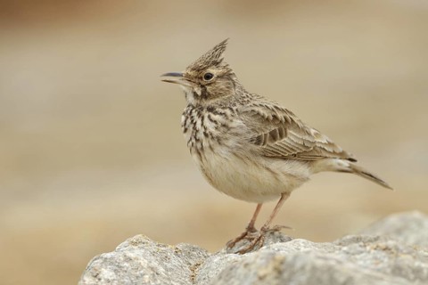 Crested Lark (Galerida cristata), Saxony, Germany