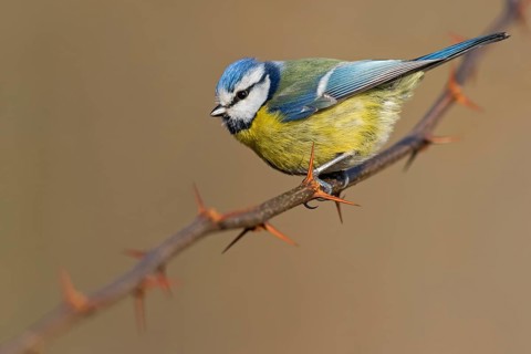 Blue tit, (Parus caeruleus), perch, tit dumpling, biotope, habitat, animals, birds, tits,