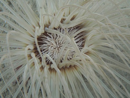 Cylinder rose (Cerianthus sp)