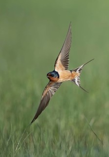 Barn Swallow (Hirundo rustica) flying, Texas, USA