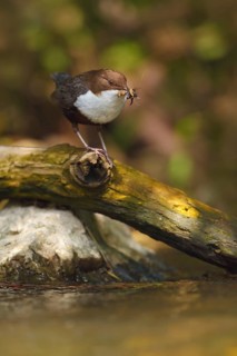 Wasseramsel, Cinclus cinclus White-throated Dipper, Cinclus cinclus