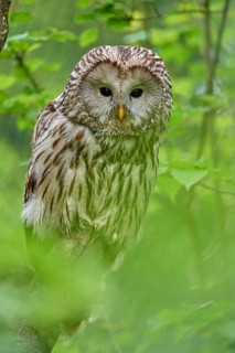 Ural owl (Strix uralensis), sitting on a branch surrounded by green foliage and observing its